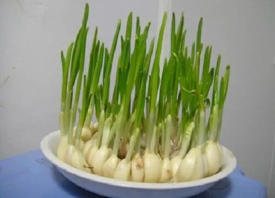 种植前景|蒜苗亩产量多少斤