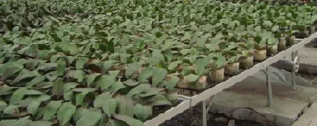 蔬菜育苗分苗床土有机肥与园田土的比例通常为蔬菜育苗是否需要办理什么证