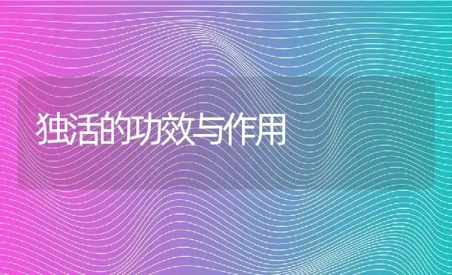 独活的功效与作用 | 养殖资料投稿