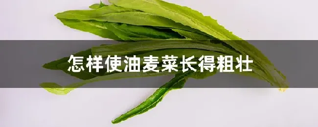 怎样使油麦菜长得粗壮