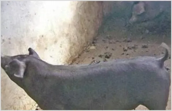 苏太猪养殖赚钱吗？苏太猪养殖成本及利润分析 | 养殖项目前景