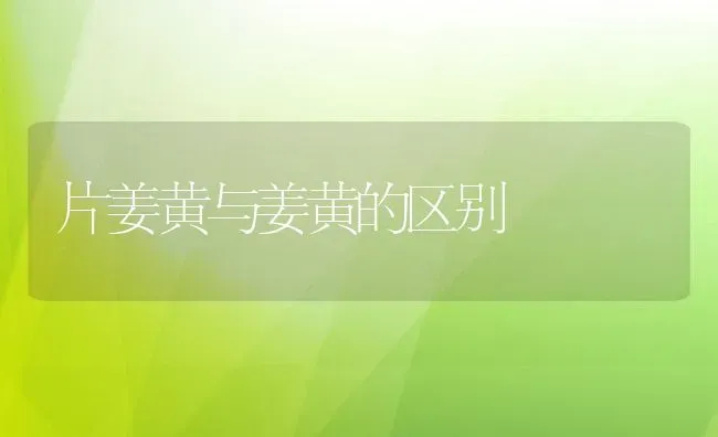 片姜黄与姜黄的区别 | 养殖资料投稿