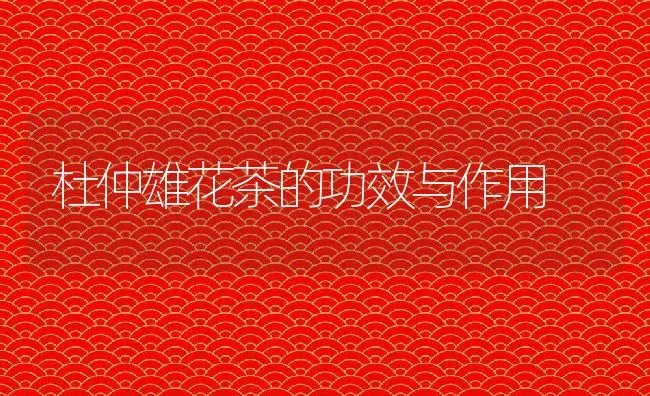 杜仲雄花茶的功效与作用 | 养殖资料投稿