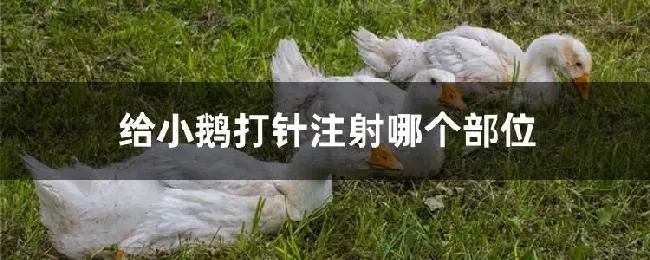 给小鹅打针注射哪个部位