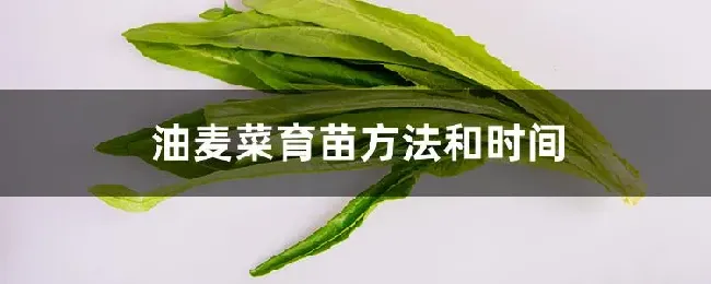 油麦菜育苗方法和时间