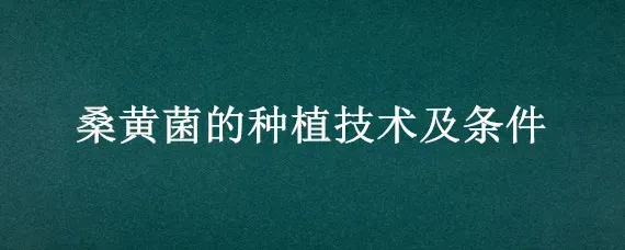 桑黄菌的种植技术及条件