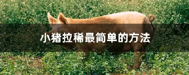 小猪拉稀最简单的方法