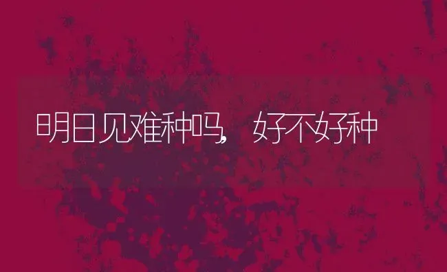 明日见难种吗,好不好种 | 养殖资讯