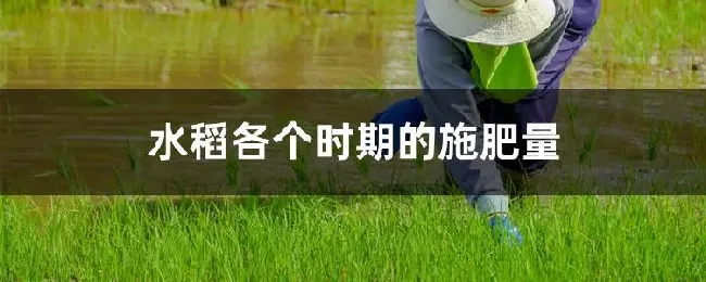 水稻各个时期的施肥量