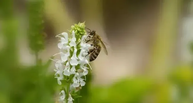 最新蜂毒价格多少钱一克？