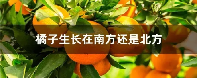 橘子生长在南方还是北方