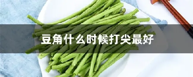 豆角什么时候打尖最好