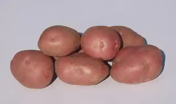 紫土豆的功效与作用 有什么禁忌吗