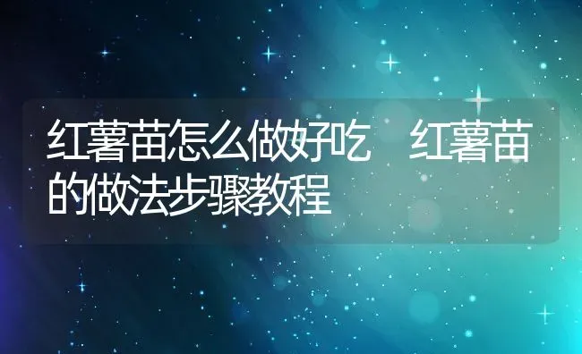 红薯苗怎么做好吃 红薯苗的做法步骤教程 | 养殖资料投稿