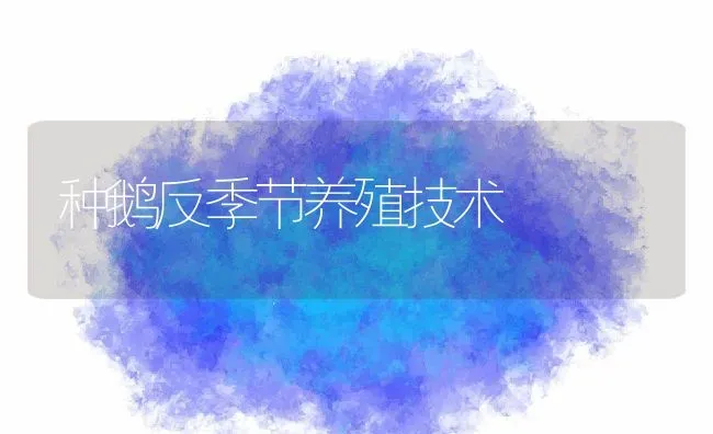 种鹅反季节养殖技术 | 养殖资讯