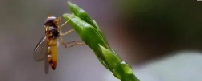 赤眼蜂在生物防治上的重要作用赤眼蜂的发育过程