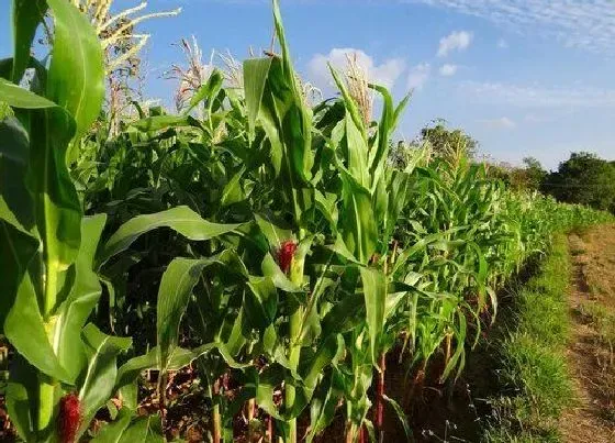 种植前景|春玉米什么时候收获 收获时间