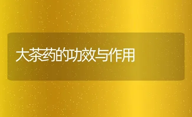 大茶药的功效与作用 | 养殖资料投稿