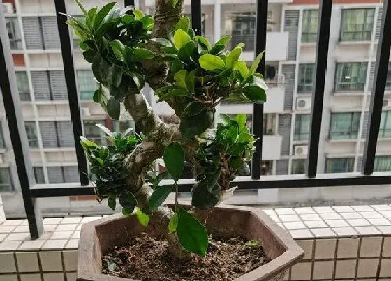 树木|南方庭院适合种什么树