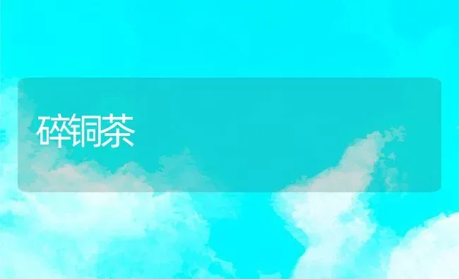 碎铜茶 | 养殖资料投稿