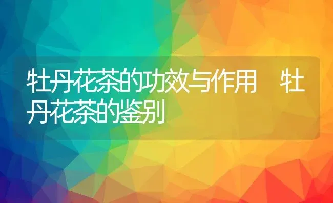 牡丹花茶的功效与作用 牡丹花茶的鉴别 | 养殖资料投稿