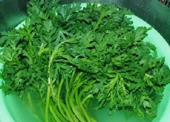 蔬菜|冬季蔬菜品种大全图片 冬天种植的蔬菜有哪些