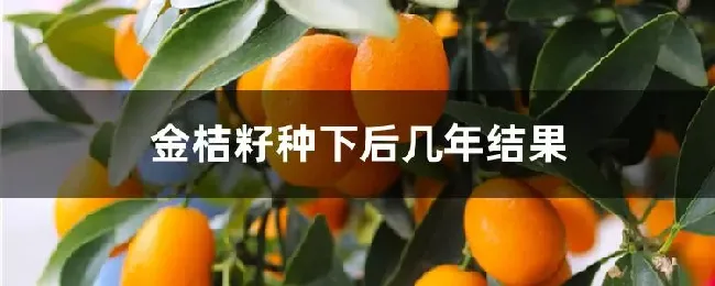 金桔籽种下后几年结果