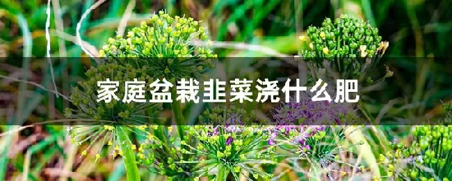 家庭盆栽韭菜浇什么肥