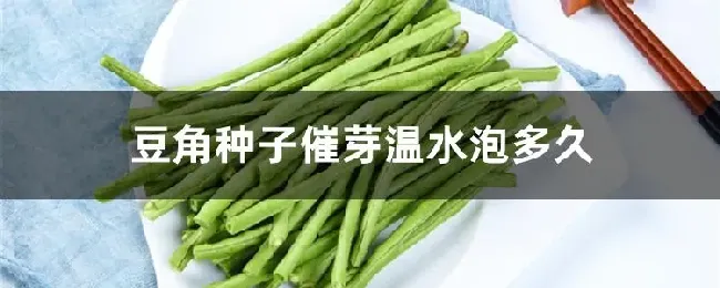 豆角种子催芽温水泡多久