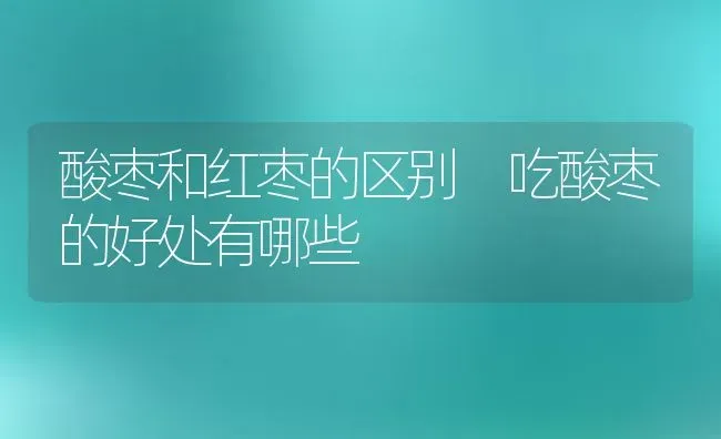 酸枣和红枣的区别 吃酸枣的好处有哪些 | 养殖资料投稿