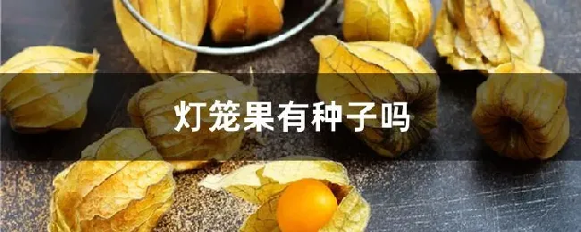 灯笼果有种子吗