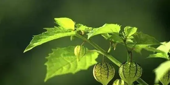 灯笼草什么人不能喝？有哪些禁忌
