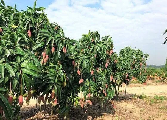 种植前景|广西可以种芒果吗