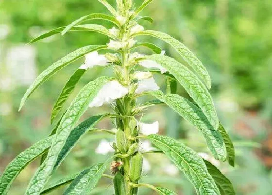 种植前景|芝麻亩产量一般多少斤 市场价格能收入多少