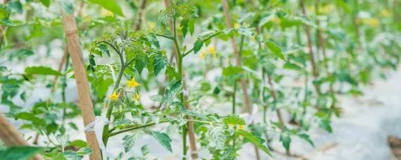 温室大棚黄瓜种植间距