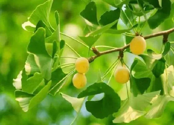 种植前景|广西可以种银杏树吗