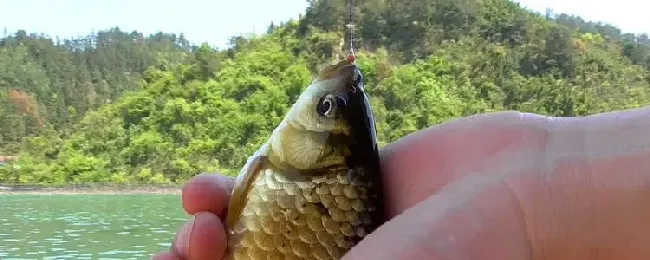 初春钓鲫鱼技巧大全？