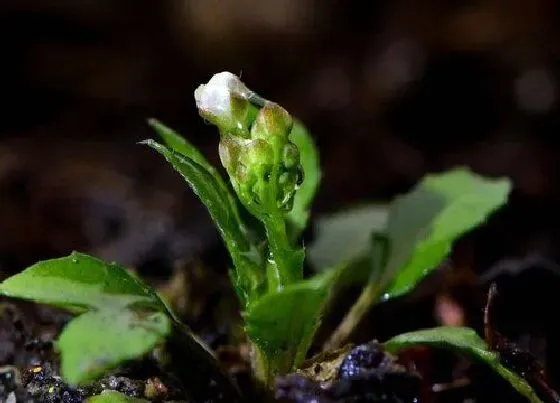 蔬菜|芥菜和雪里红是一种菜吗