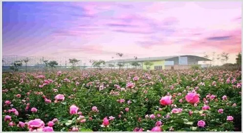 种花却不卖花，“沙漠玫瑰”产业链产值200万 | 致富养殖项目