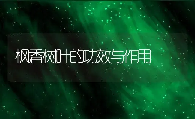 枫香树叶的功效与作用 | 养殖资料投稿