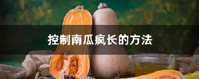 控制南瓜疯长的方法
