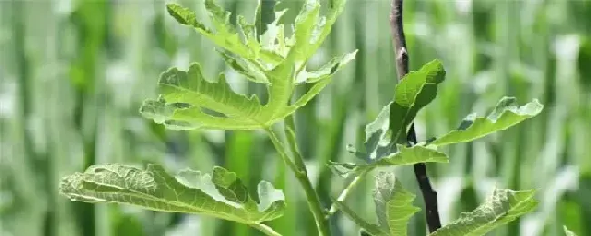 什么时候嫁接果树好