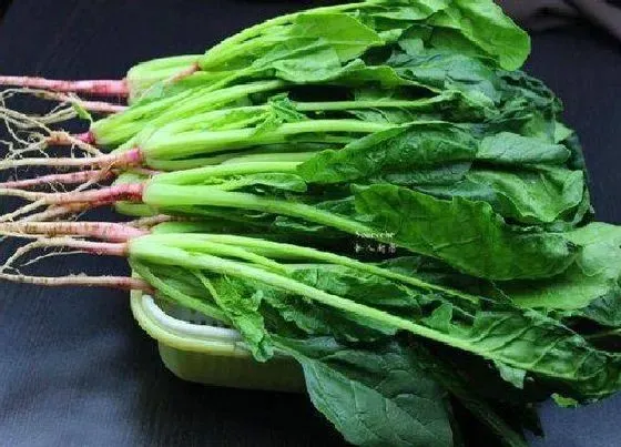 蔬菜|冬季蔬菜品种大全图片 冬天种植的蔬菜有哪些