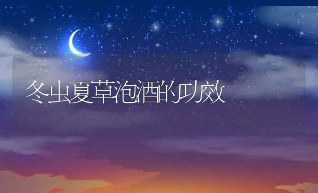 冬虫夏草泡酒的功效 | 养殖资料投稿