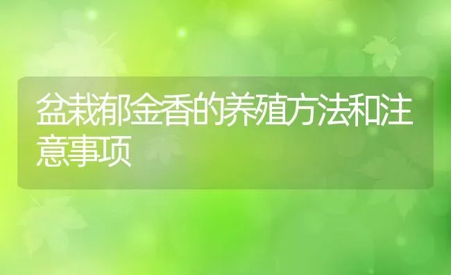 盆栽郁金香的养殖方法和注意事项 | 养殖资料投稿