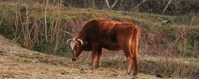 牛腱子肉多少钱一斤