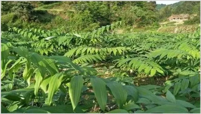黄精种植效益 | 养殖赚钱项目