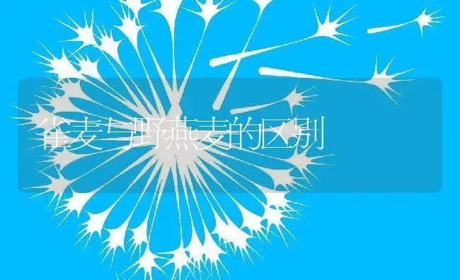 莴笋知识介绍和莴笋的营养价值 | 养殖资料投稿