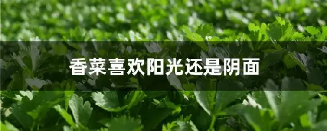 香菜喜欢阳光还是阴面