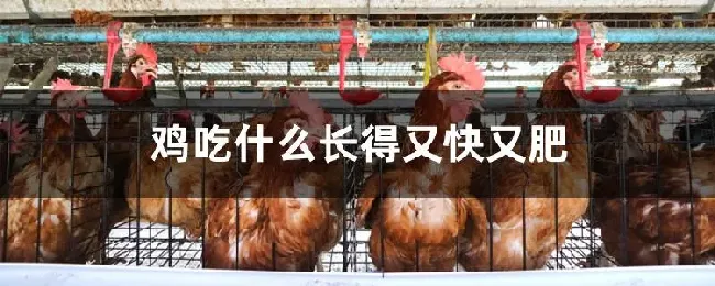 鸡吃什么长得又快又肥